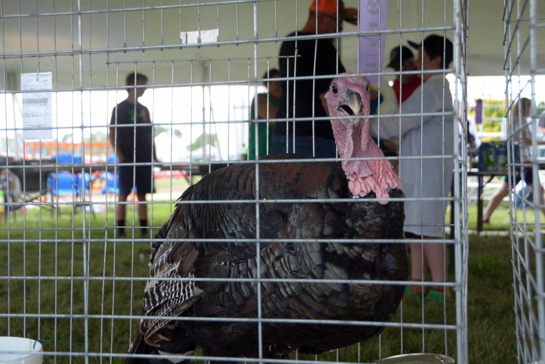 Thursday at the 2021 Sauk County Fair